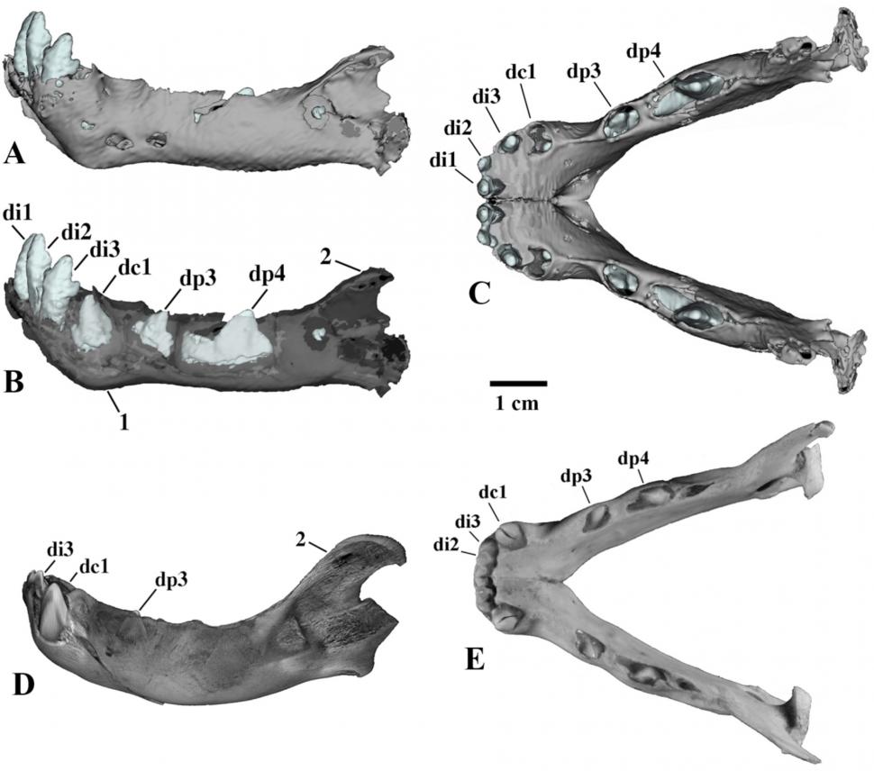 Descoperire arheologică „uluitoare”: Mumia unui pui de pisică cu dinți-sabie a fost găsită în Siberia, cu pielea și blana intacte 936425
