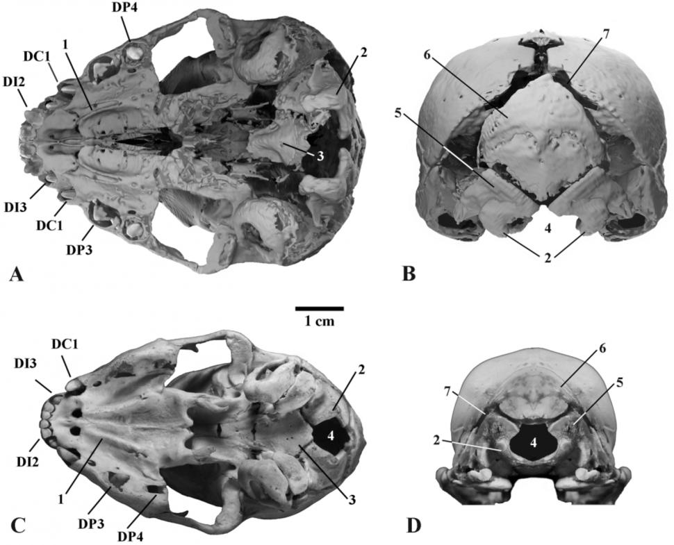 Descoperire arheologică „uluitoare”: Mumia unui pui de pisică cu dinți-sabie a fost găsită în Siberia, cu pielea și blana intacte 936426