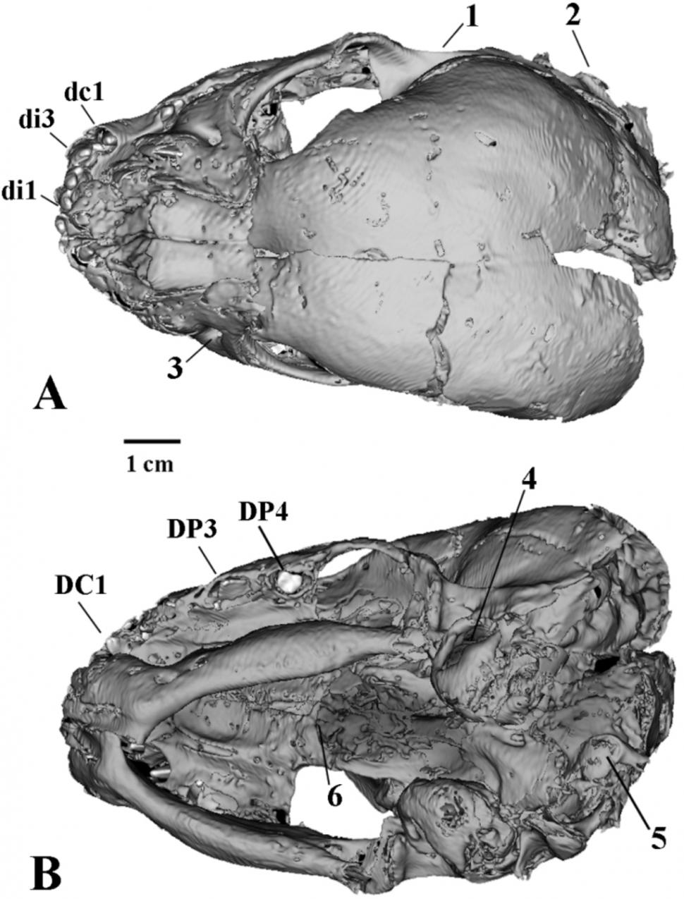 Descoperire arheologică „uluitoare”: Mumia unui pui de pisică cu dinți-sabie a fost găsită în Siberia, cu pielea și blana intacte 936428