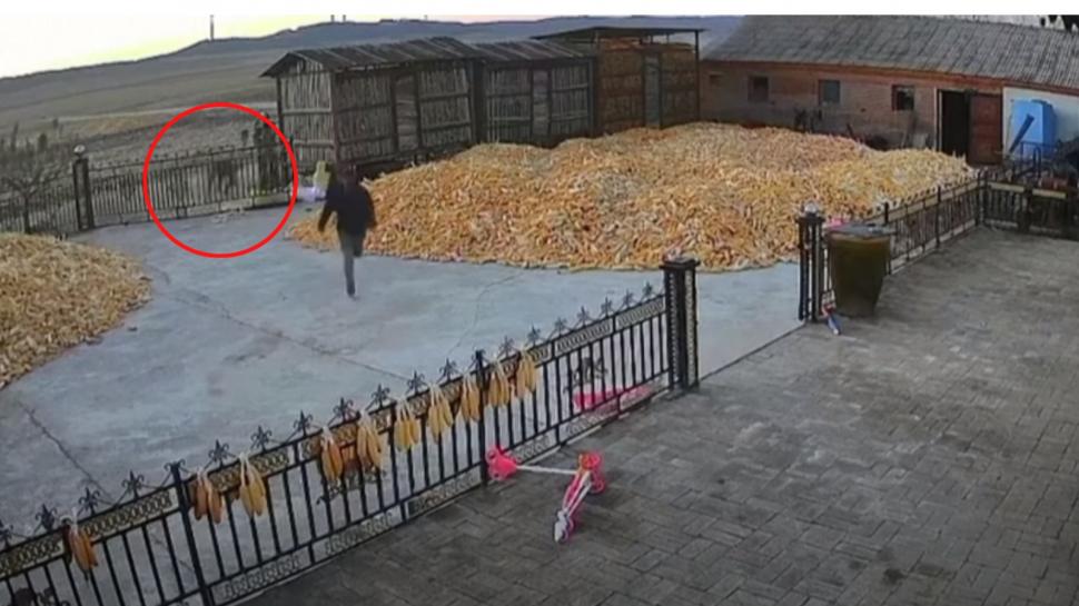 Momentul în care un tigru siberian atacă un fermier a devenit viral. Care este motivul 936586