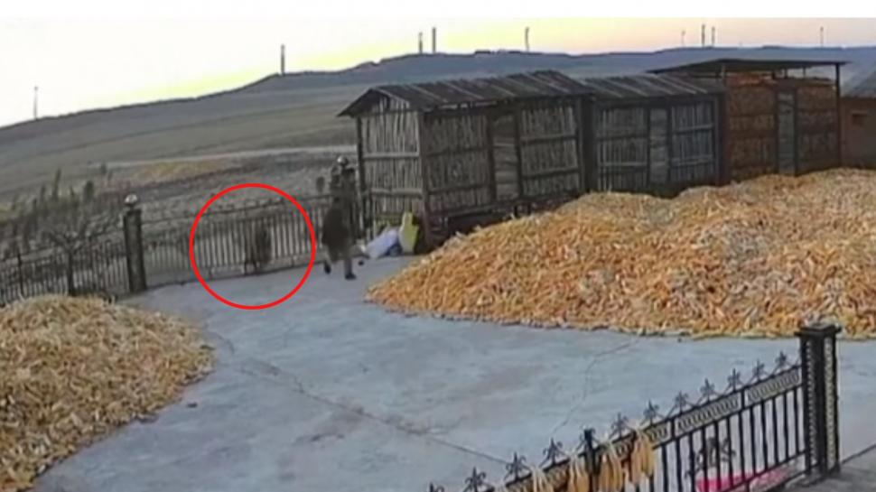 Momentul în care un tigru siberian atacă un fermier a devenit viral. Care este motivul 936587