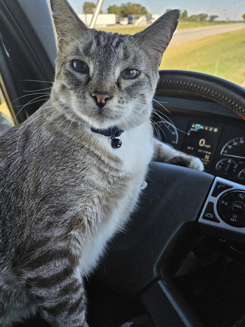 Povestea lui Grayson, motănelul camionagiu viral pe internet: Doi soți l-au plimbat șapte ani cu TIR-ul prin fiecare stat american 936857