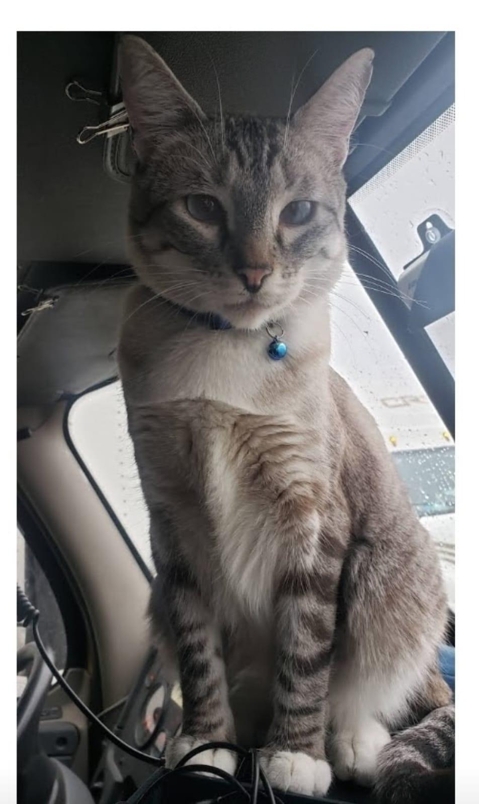 Povestea lui Grayson, motănelul camionagiu viral pe internet: Doi soți l-au plimbat șapte ani cu TIR-ul prin fiecare stat american 936858