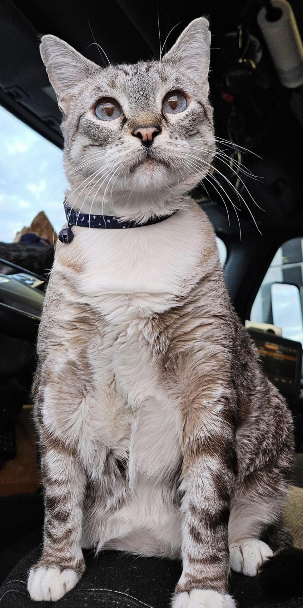 Povestea lui Grayson, motănelul camionagiu viral pe internet: Doi soți l-au plimbat șapte ani cu TIR-ul prin fiecare stat american 936859