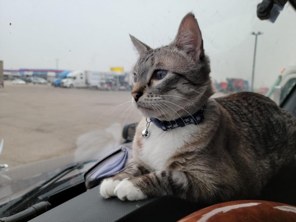 Povestea lui Grayson, motănelul camionagiu viral pe internet: Doi soți l-au plimbat șapte ani cu TIR-ul prin fiecare stat american 936861