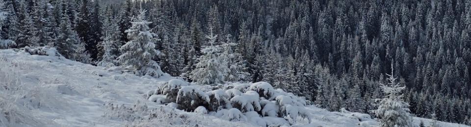 Val de aer polar în România. A nins și s-a depus strat consistent de zăpadă. Imagini din Brașov, Cluj, Neamț 936868