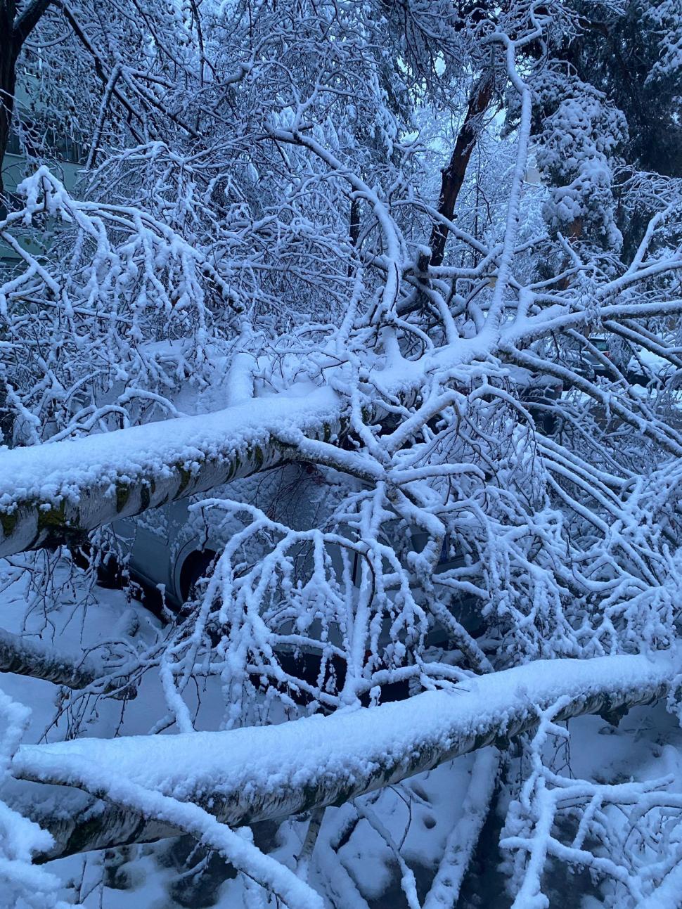 Val de aer polar în România. A nins și s-a depus strat consistent de zăpadă. Imagini din Brașov, Cluj, Neamț 936870