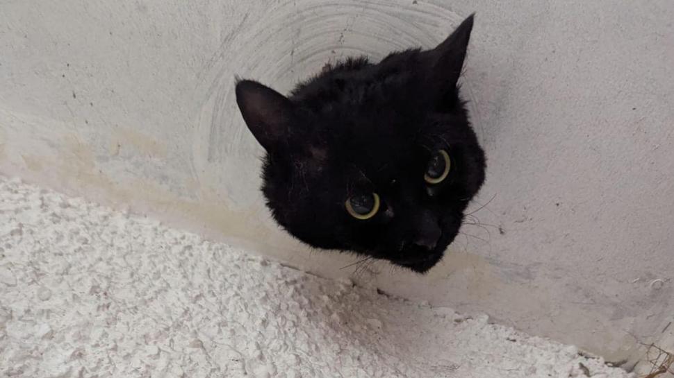 Aventurile unei pisici curioase care a rămas cu capul blocat într-o țeavă de scurgere 937593