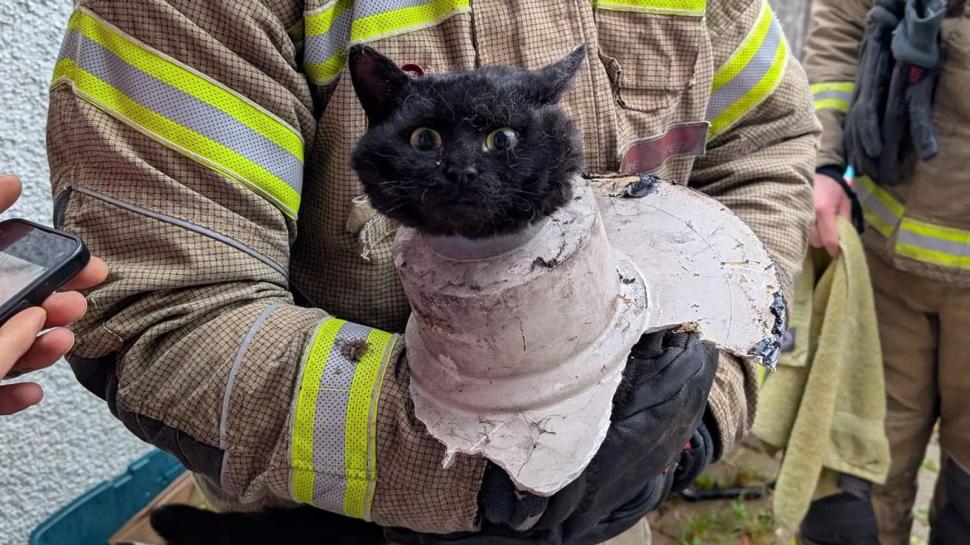 Aventurile unei pisici curioase care a rămas cu capul blocat într-o țeavă de scurgere 937594