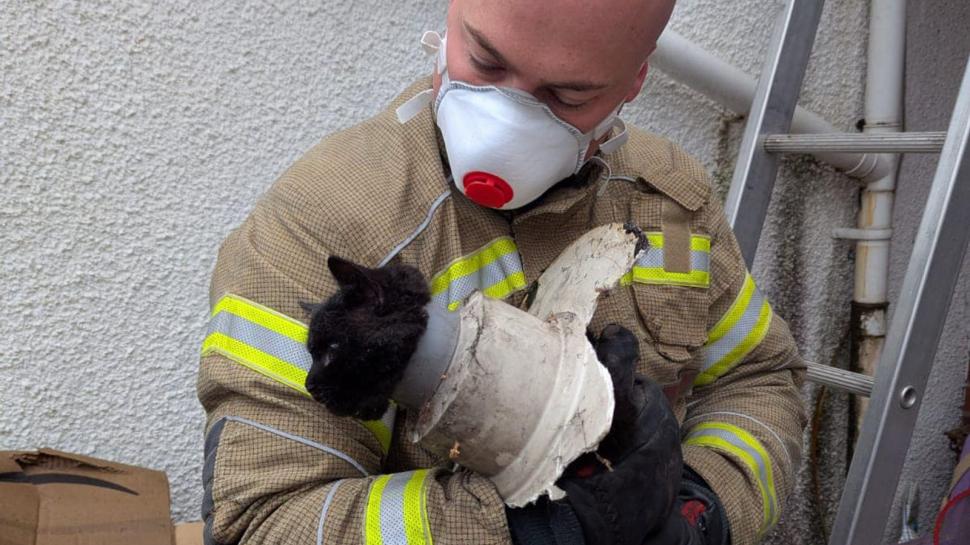 Aventurile unei pisici curioase care a rămas cu capul blocat într-o țeavă de scurgere 937595