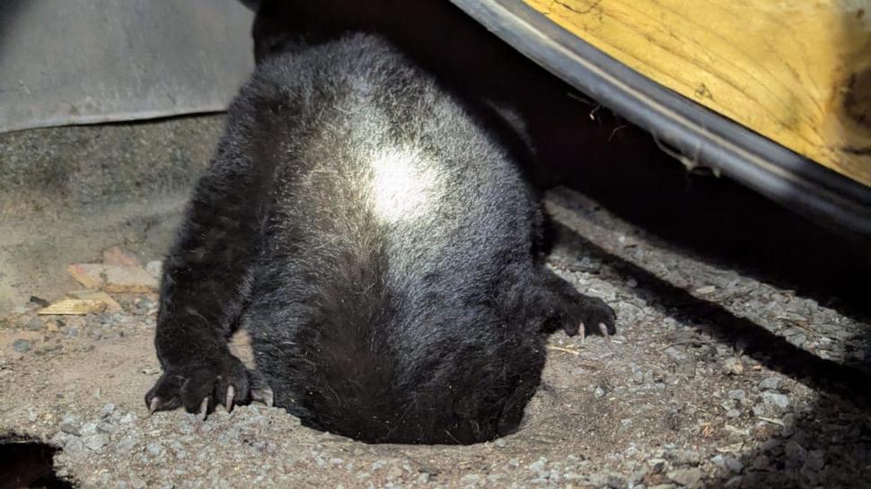 Aventurile unei pisici curioase care a rămas cu capul blocat într-o țeavă de scurgere 937596