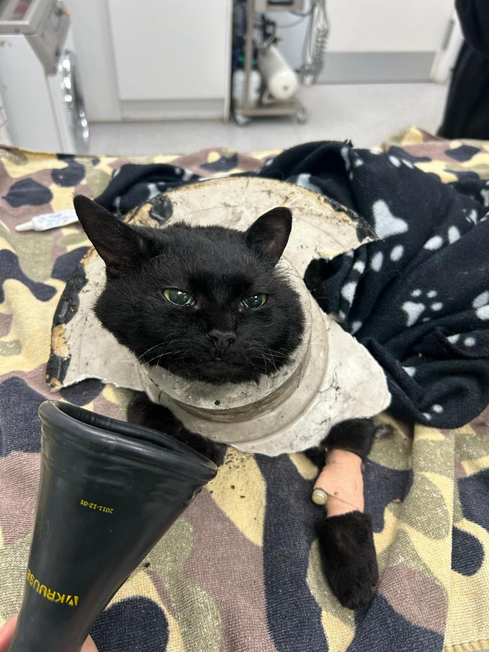 Aventurile unei pisici curioase care a rămas cu capul blocat într-o țeavă de scurgere 937597