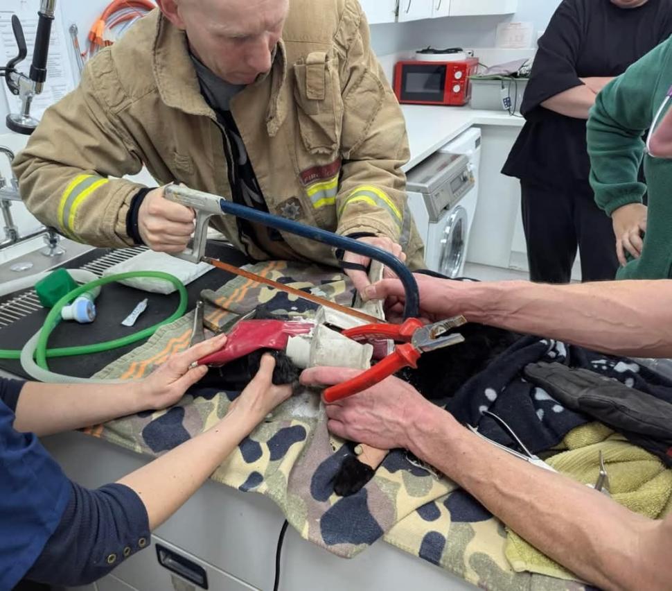 Aventurile unei pisici curioase care a rămas cu capul blocat într-o țeavă de scurgere 937598