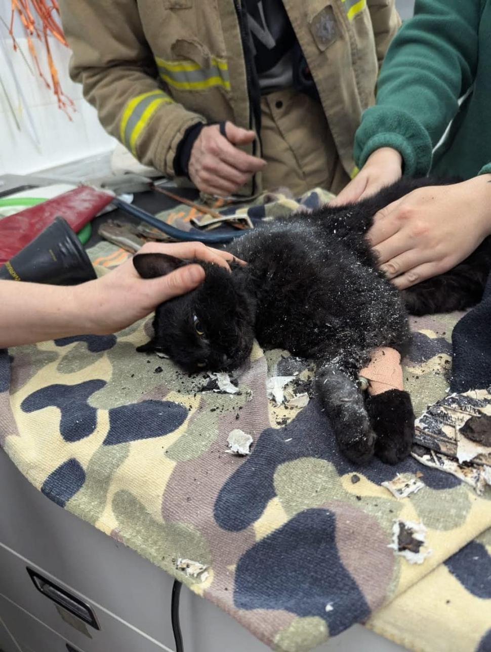 Aventurile unei pisici curioase care a rămas cu capul blocat într-o țeavă de scurgere 937599