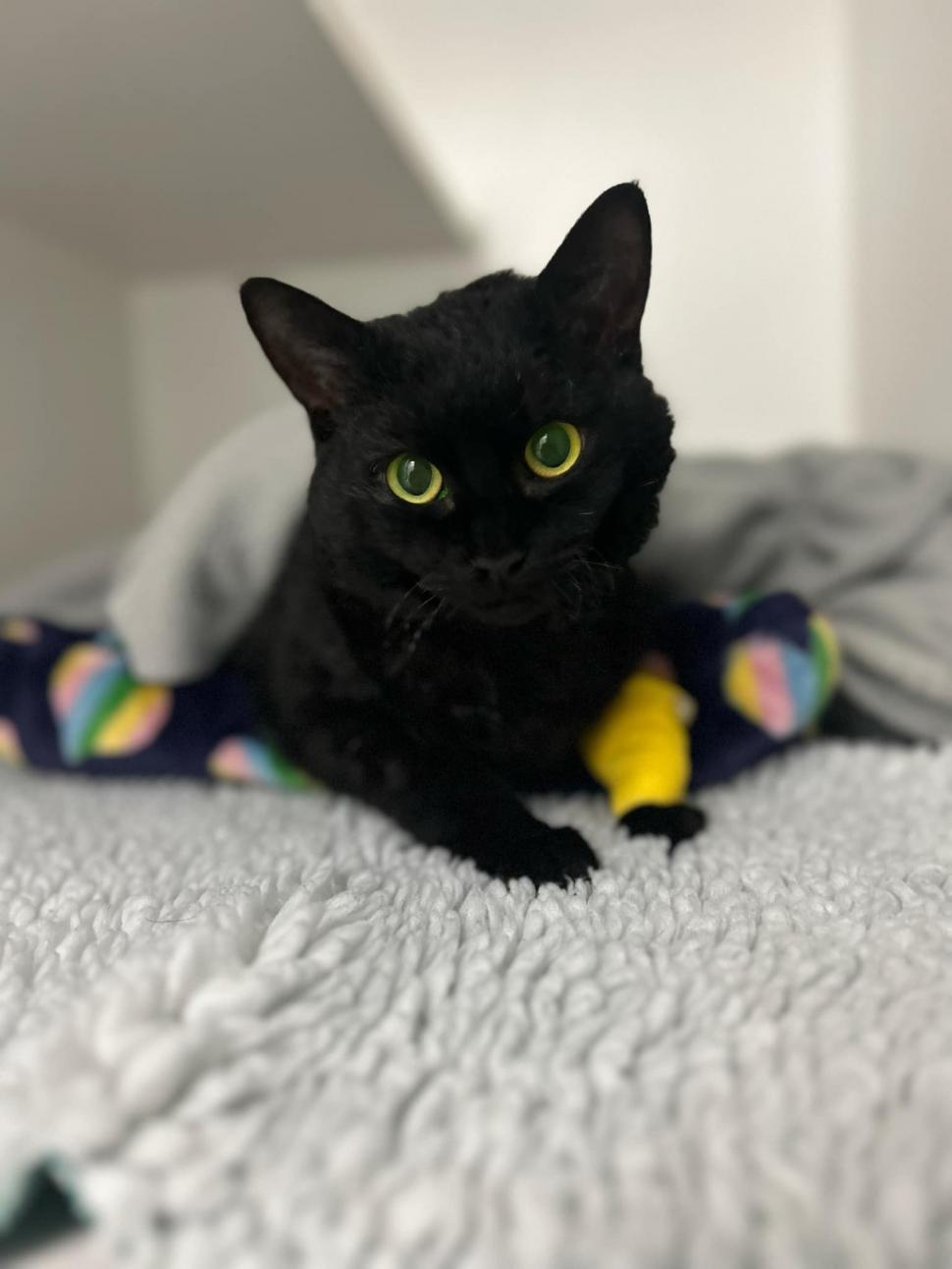 Aventurile unei pisici curioase care a rămas cu capul blocat într-o țeavă de scurgere 937600