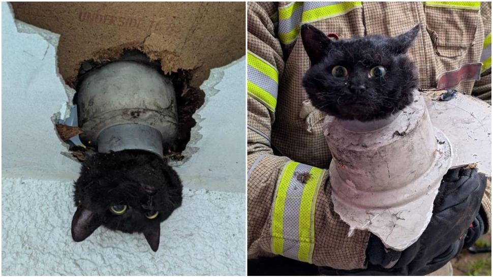 Aventurile unei pisici curioase care a rămas cu capul blocat într-o țeavă de scurgere 937605