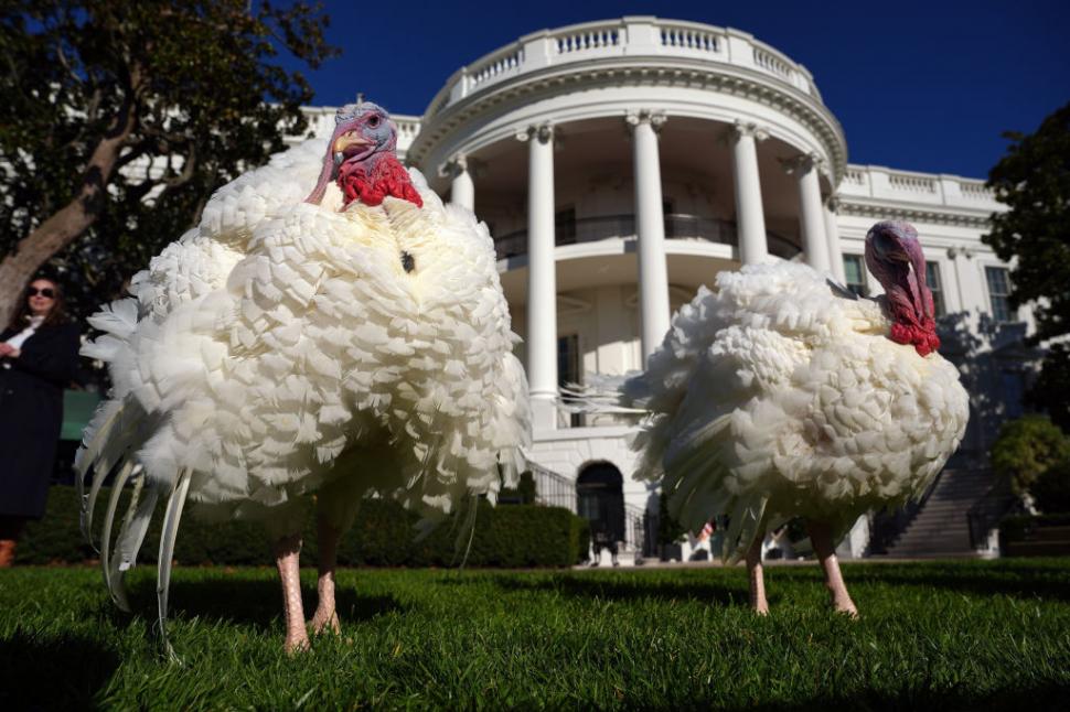 Ultimele ceremonii ale administrației Biden. Președintele a grațiat doi curcani, pe Peach şi Blossom, înainte de Ziua Recunoștinței 937683