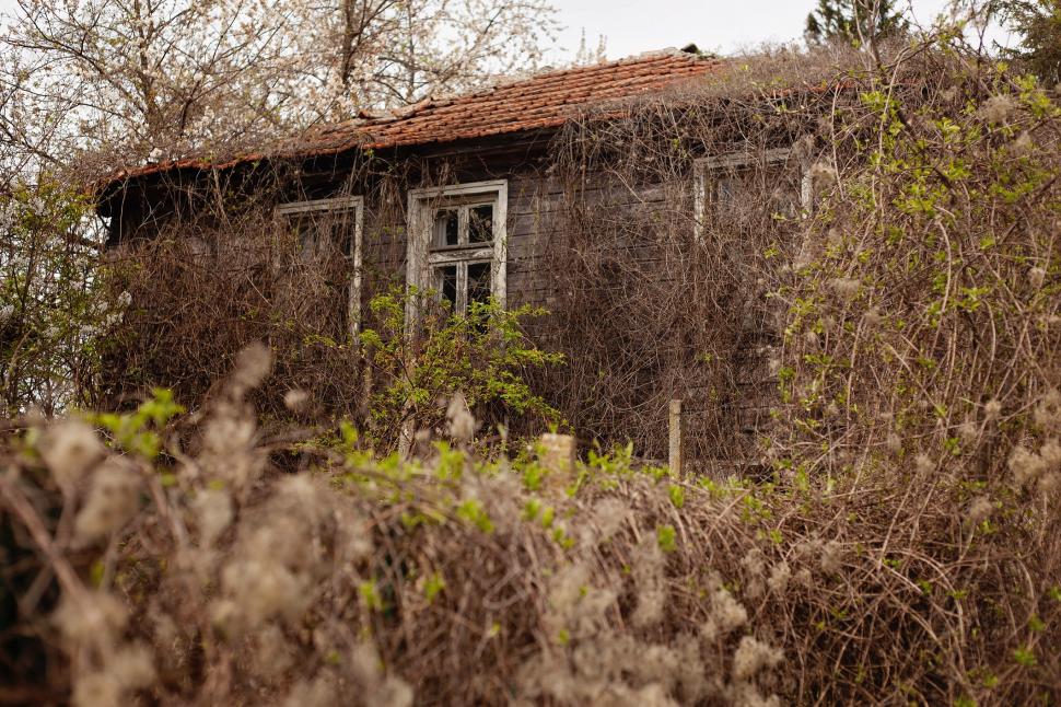 Marele abandon: Cum arată lumea după ce oamenii dispar 938125