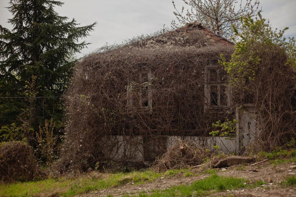 Marele abandon: Cum arată lumea după ce oamenii dispar 938129