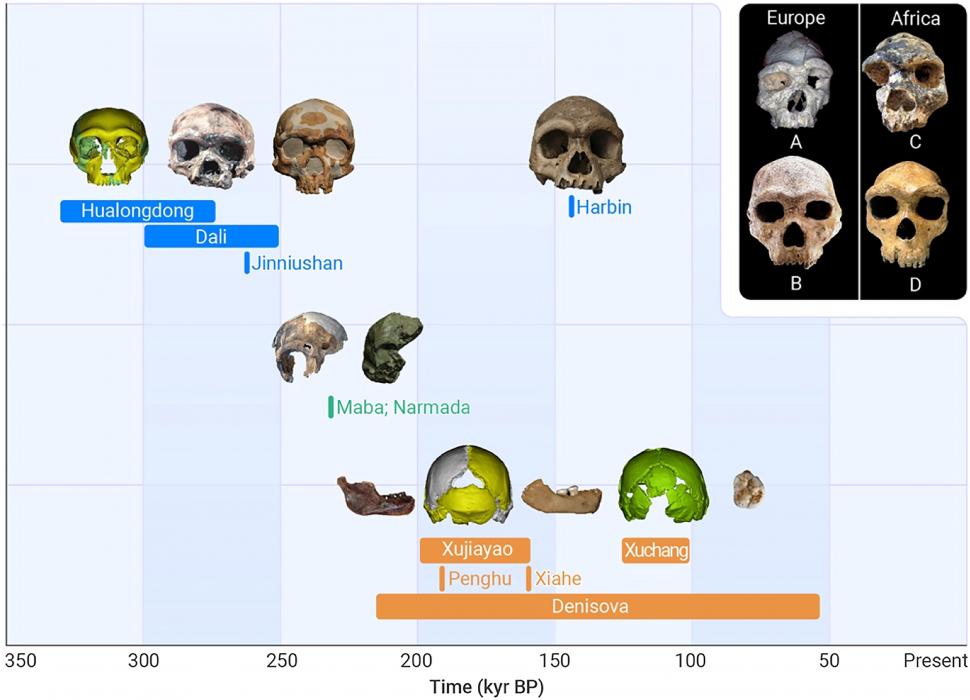 O descoperire arheologică rară a dus la identificarea unei noi specii de oameni antici. Cine erau Homo juluensis: „Aveau creierul mare” 939003