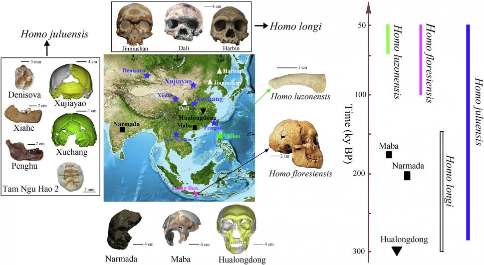 O descoperire arheologică rară a dus la identificarea unei noi specii de oameni antici. Cine erau Homo juluensis: „Aveau creierul mare” 939004