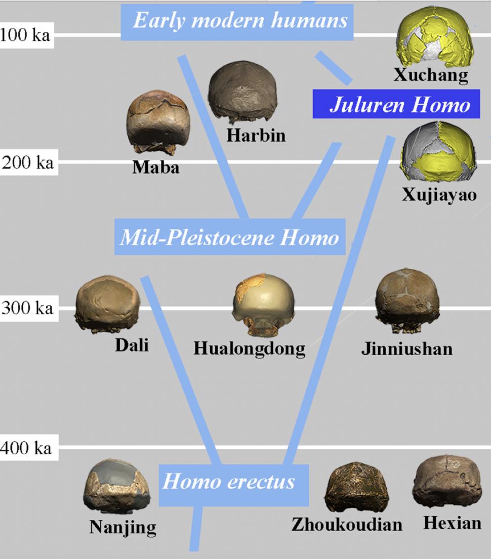 O descoperire arheologică rară a dus la identificarea unei noi specii de oameni antici. Cine erau Homo juluensis: „Aveau creierul mare” 939005