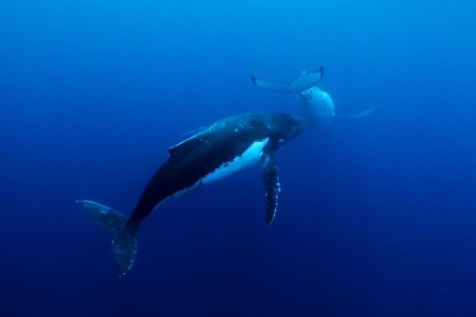 O balenă cu cocoașă a traversat 3 oceane pentru a se împerechea, doborând toate recordurile de distanță ale speciei sale 940501