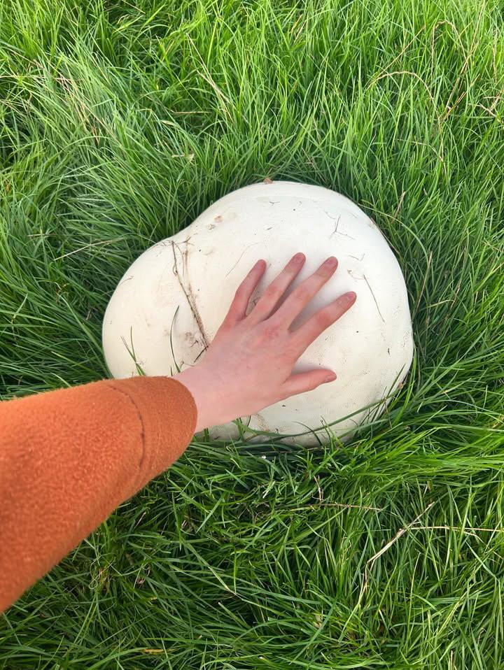 O femeie a găsit pe câmp o ciupercă uriașă. Familia ei a mâncat o săptămână din ea și tot nu s-a terminat 941175