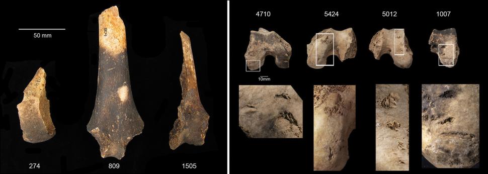 Descoperire arheologică șocantă. Cercetătorii au fost oripilați de dovezile canibalismului din epoca bronzului: „Ceva oribil” 941330
