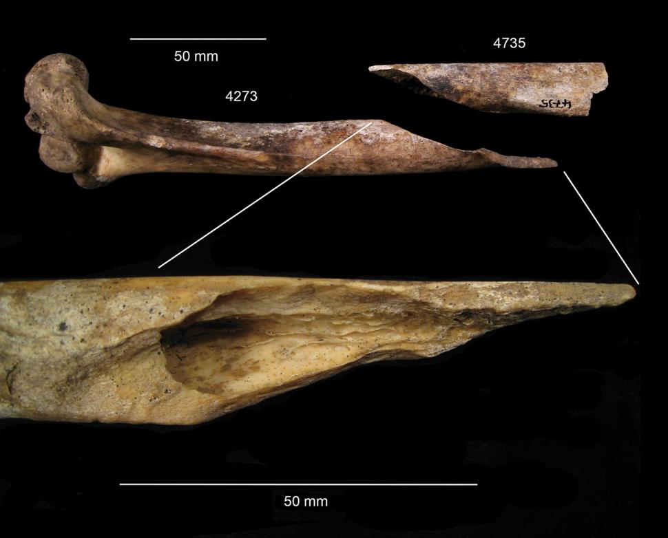 Descoperire arheologică șocantă. Cercetătorii au fost oripilați de dovezile canibalismului din epoca bronzului: „Ceva oribil” 941331