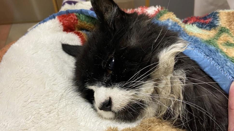 O pisică oarbă de 20 de ani a fost salvată după ce a rămas blocată într-un lac înghețat 942208