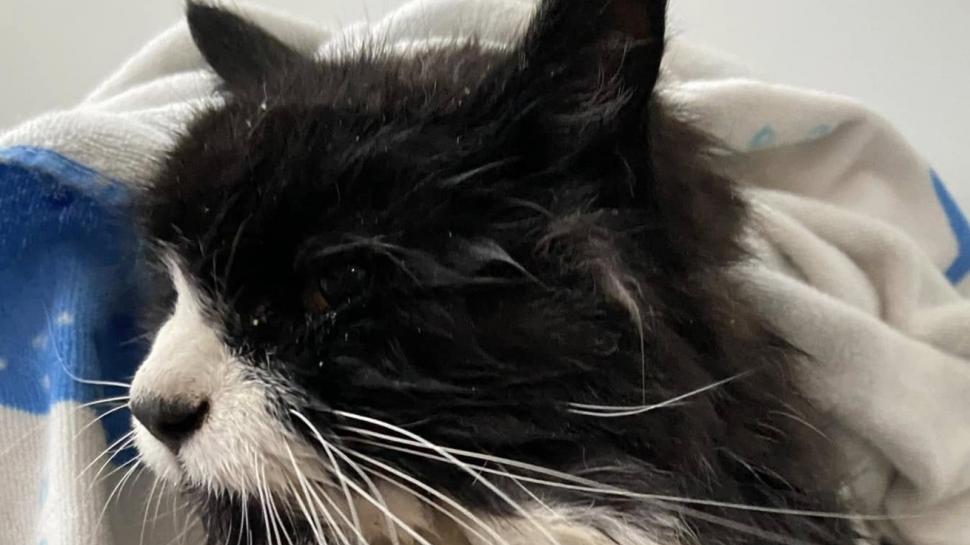 O pisică oarbă de 20 de ani a fost salvată după ce a rămas blocată într-un lac înghețat 942209