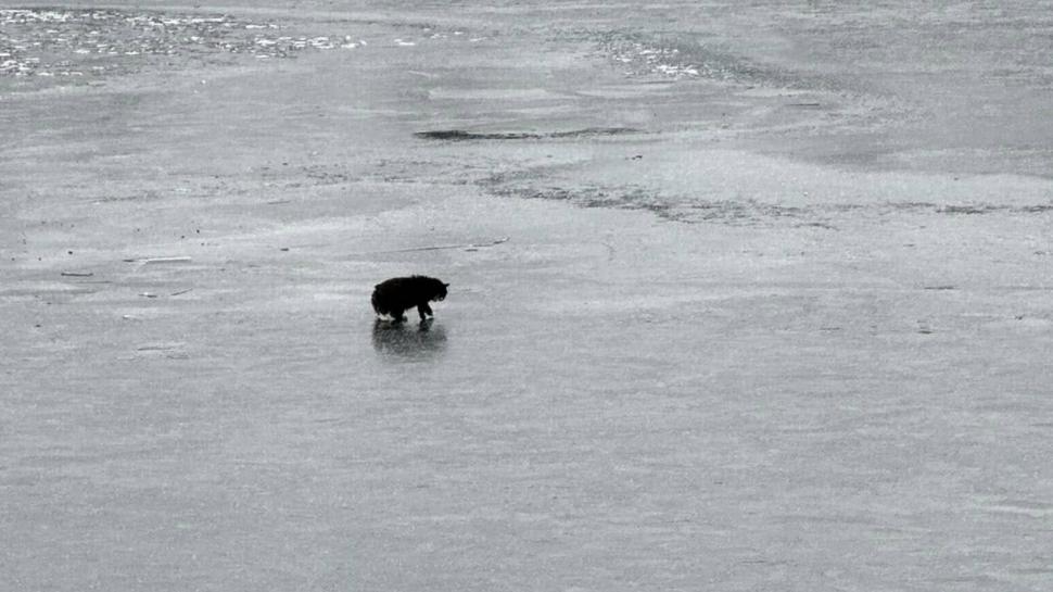 O pisică oarbă de 20 de ani a fost salvată după ce a rămas blocată într-un lac înghețat 942210
