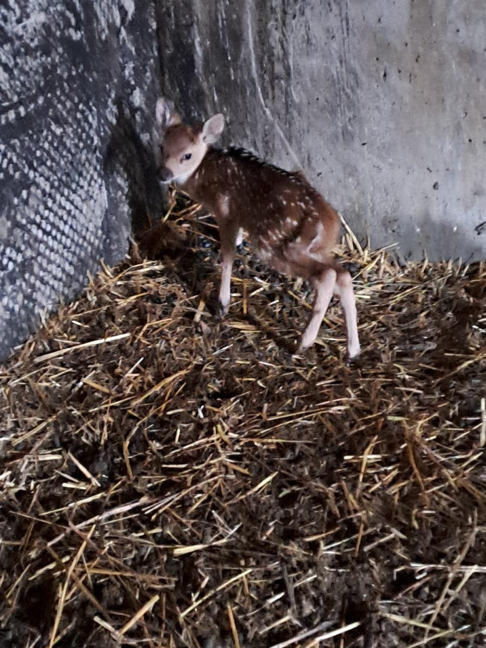 S-a născut un cerb axis la Grădina Zoologică Târgu Mureş. Cum arată puiul drăgălaș cu pete albe 942342