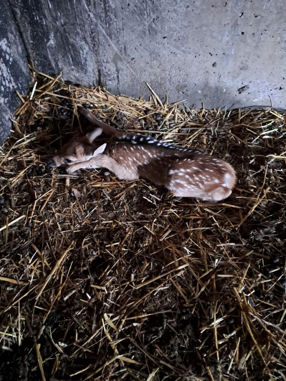 S-a născut un cerb axis la Grădina Zoologică Târgu Mureş. Cum arată puiul drăgălaș cu pete albe 942343