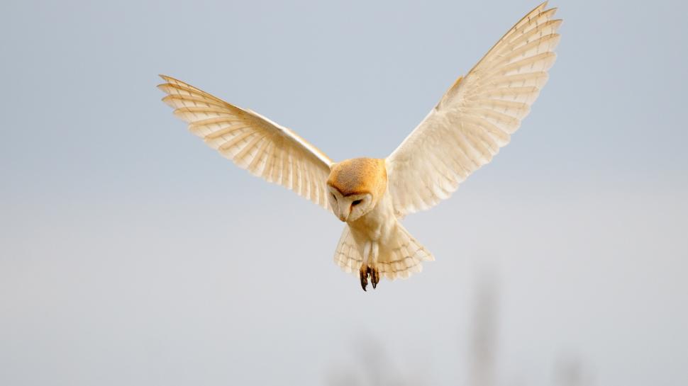 Cercetătorii au descoperit cum bufnițele albe folosesc lumina lunii pentru a vâna fără să fie observate 942636