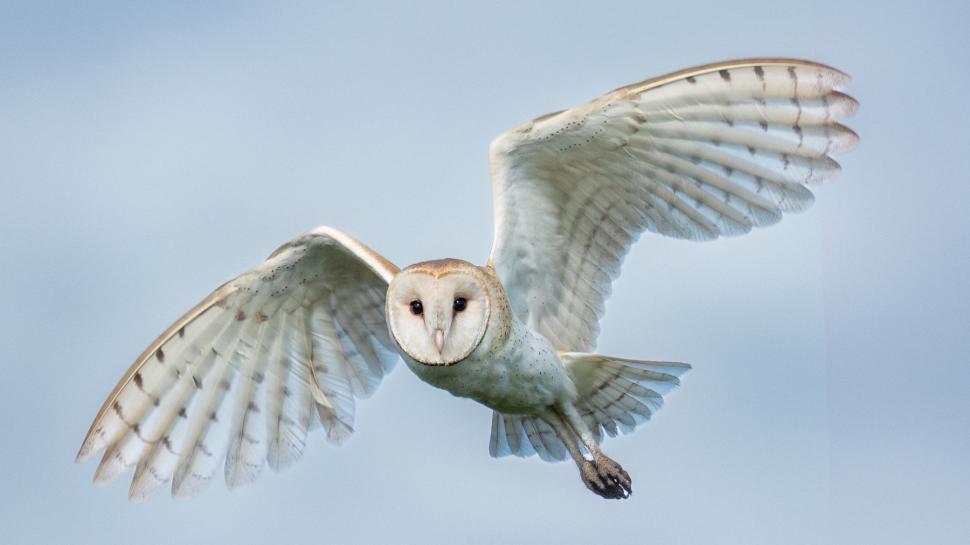 Cercetătorii au descoperit cum bufnițele albe folosesc lumina lunii pentru a vâna fără să fie observate 942637