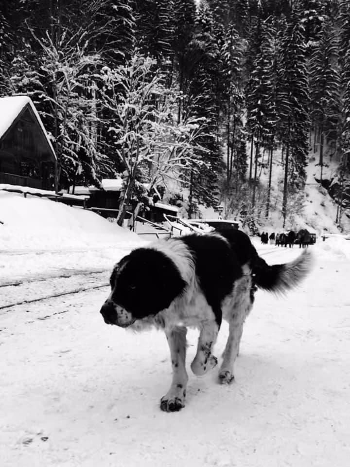 Imagini artistice cu mocănița din Maramureș iarna. Turiștii au rezervat deja locuri în tren pentru acest Crăciun: Cât costă un bilet 941919