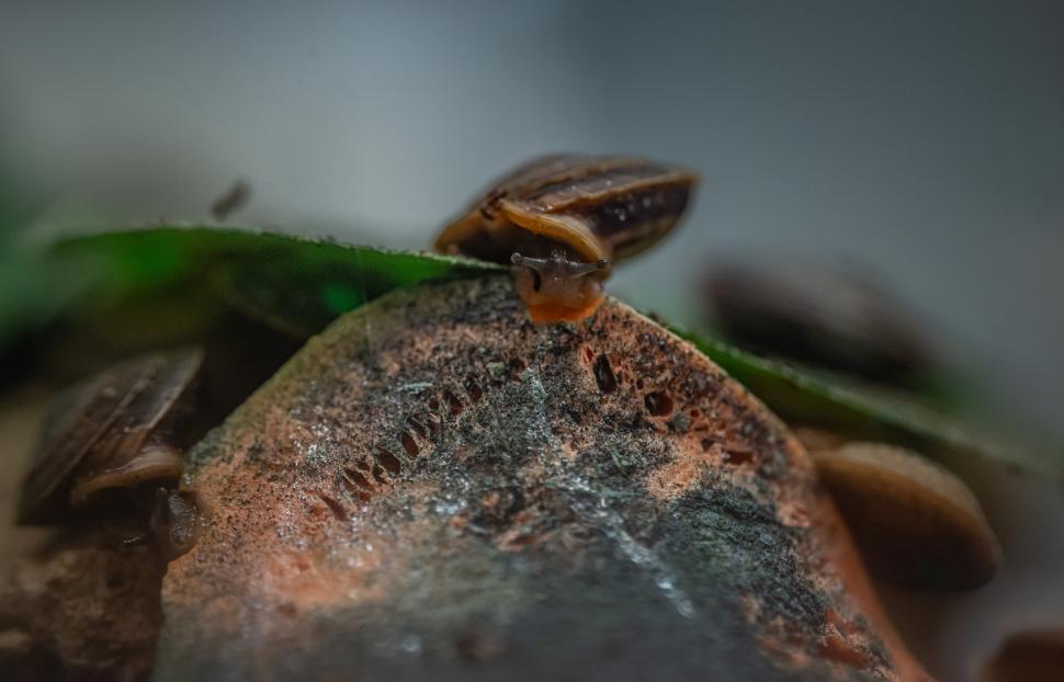 Peste 1300 de melci, salvați de la extincție, au fost eliberați pe o insulă izolată din Oceanul Atlantic 943452