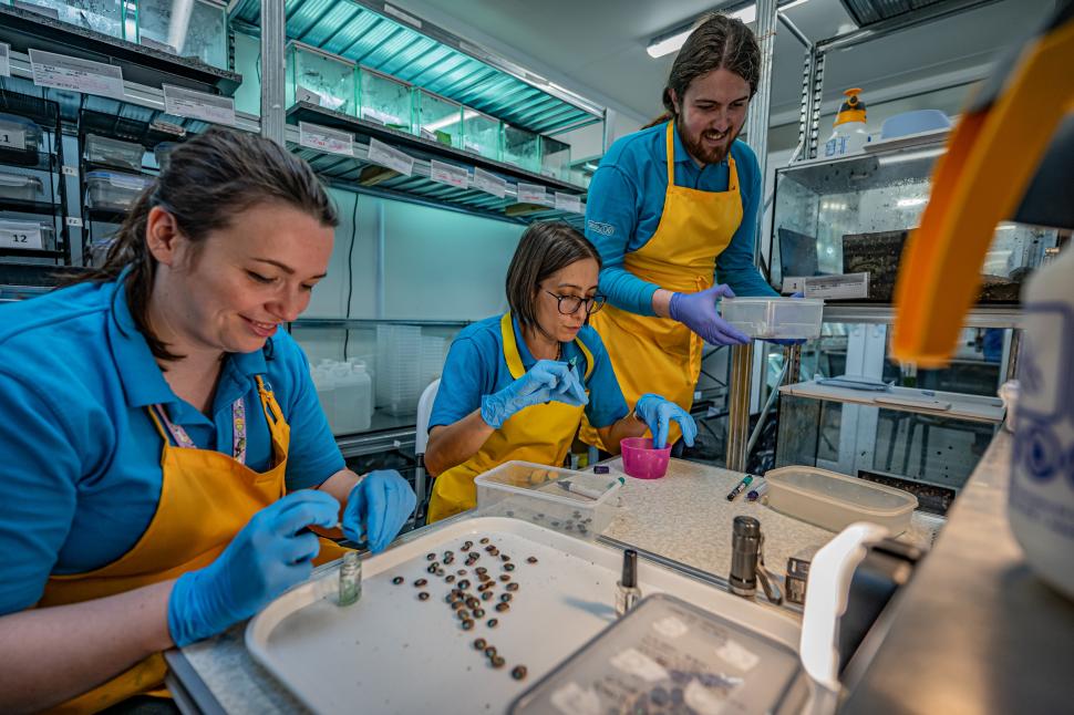 Peste 1300 de melci, salvați de la extincție, au fost eliberați pe o insulă izolată din Oceanul Atlantic 943454