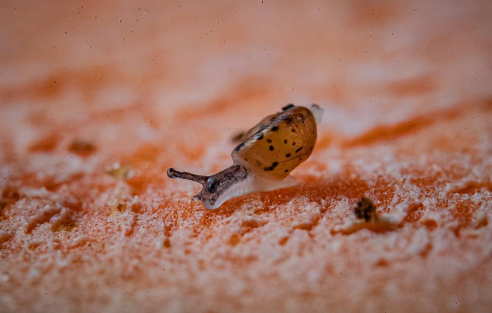 Peste 1300 de melci, salvați de la extincție, au fost eliberați pe o insulă izolată din Oceanul Atlantic 943455