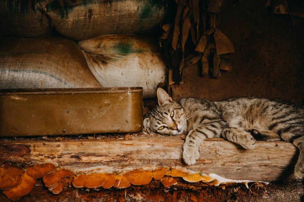 „La porțile iadului”. Un fotograf polonez a surprins războiul din Ucraina cu totul altfel. Imaginile care au impresionat întreaga lume 944395
