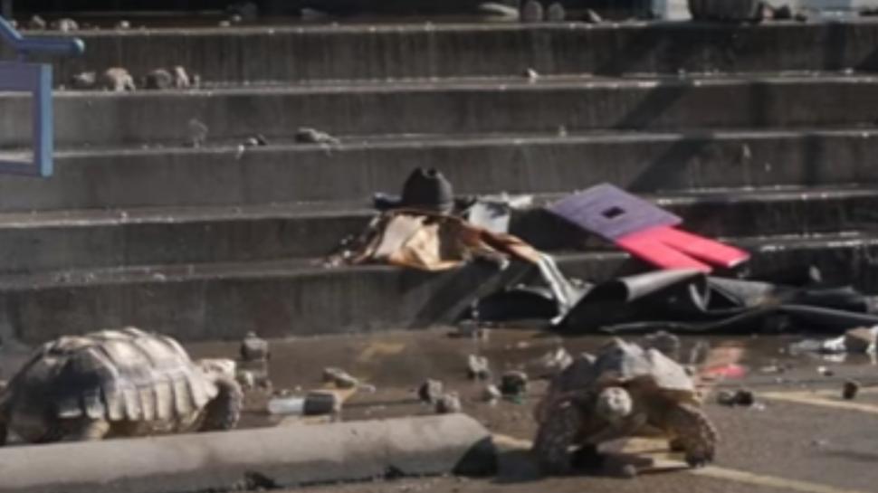 Peste 500 de animale au murit într-un incendiu la un centru comercial din Dallas 944430