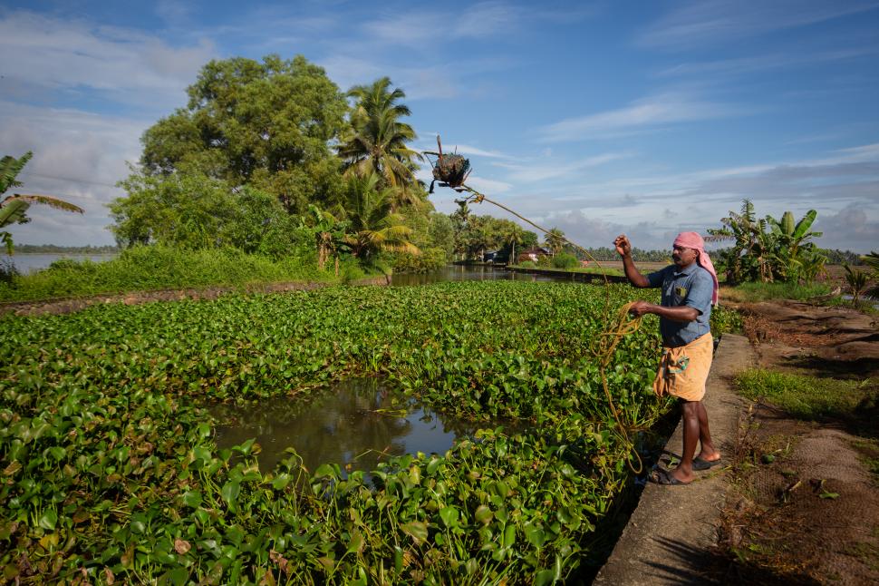 Cum a ajuns zambila de apă dușmanul Planetei. Lupta împotriva florilor mov costă 700 de milioane de dolari în fiecare an 944725