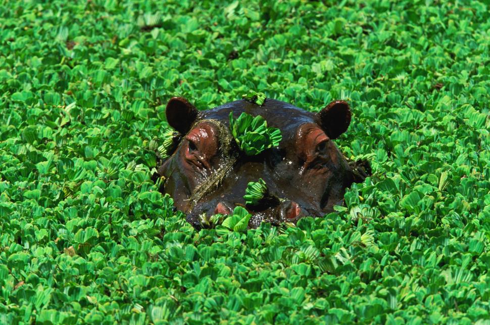 Cum a ajuns zambila de apă dușmanul Planetei. Lupta împotriva florilor mov costă 700 de milioane de dolari în fiecare an 944726