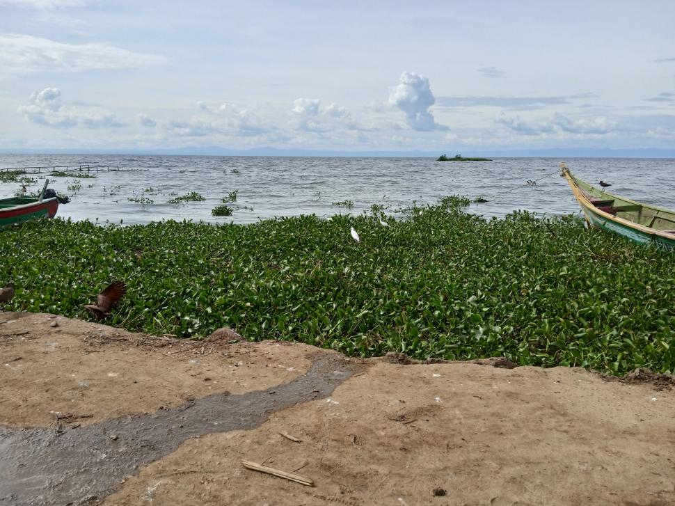 Cum a ajuns zambila de apă dușmanul Planetei. Lupta împotriva florilor mov costă 700 de milioane de dolari în fiecare an 944727