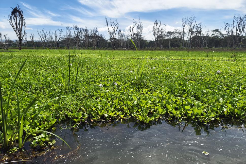 Cum a ajuns zambila de apă dușmanul Planetei. Lupta împotriva florilor mov costă 700 de milioane de dolari în fiecare an 944728