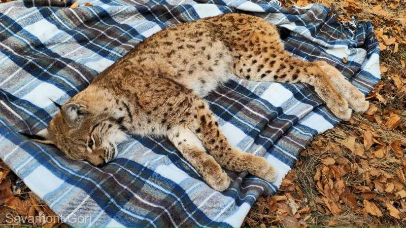 Un râs a căzut într-o fântână  adâncă de 15 metri din Parâng. Salvamotiștii s-au mobilizat și l-au salvat 944756