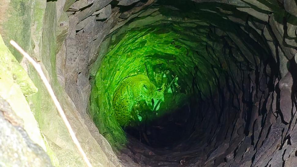 Un râs a căzut într-o fântână  adâncă de 15 metri din Parâng. Salvamotiștii s-au mobilizat și l-au salvat 944758