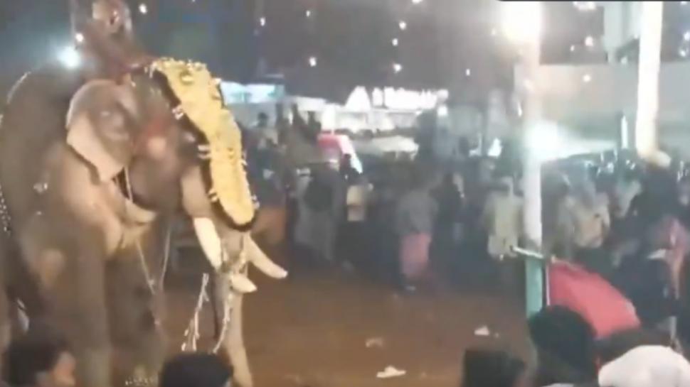 Peste 20 de persoane au fost rănite după ce un elefant a devenit violent la un festival religios din India 944952